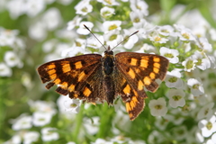 Lycaena enysii