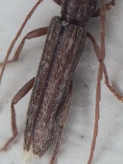 Aneflomorpha
