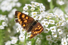 Lycaena enysii