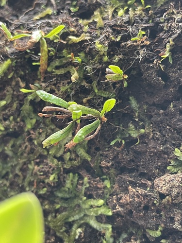 Narrow-leaf Finger Fern (Grammitis stenophylla)