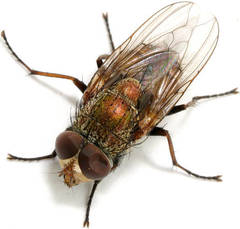 Metallea incisuralis