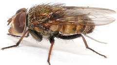 Metallea incisuralis