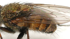 Metallea incisuralis