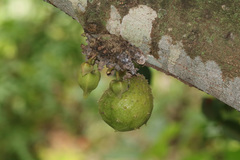 Annona muricata