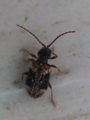 Ptinus texanus