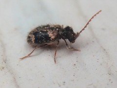 Ptinus texanus