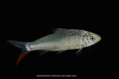 Redtail Barb photo 2