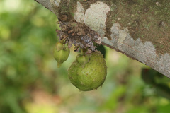 Annona muricata