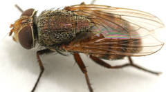 Metallea incisuralis