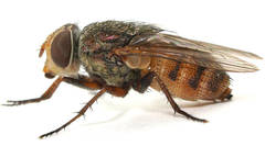 Metallea incisuralis