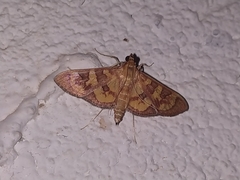 Nomophilini
