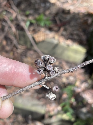 new england blackbutt (Eucalyptus campanulata)