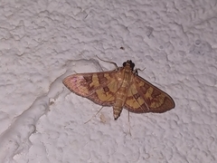 Nomophilini