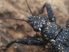 Microtomus purcis