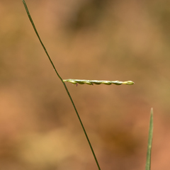 Urochloa subquadripara