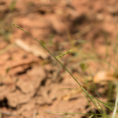 Urochloa subquadripara
