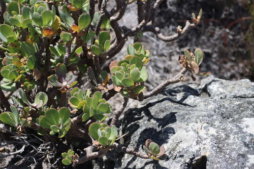 Rock Babooncabbage (Othonna dentata)
