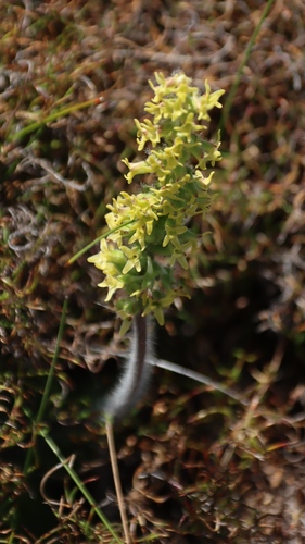 Stout Thread Orchid (Holothrix villosa)