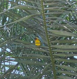 Rüppell's Weaver