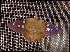 Nascus phocus
