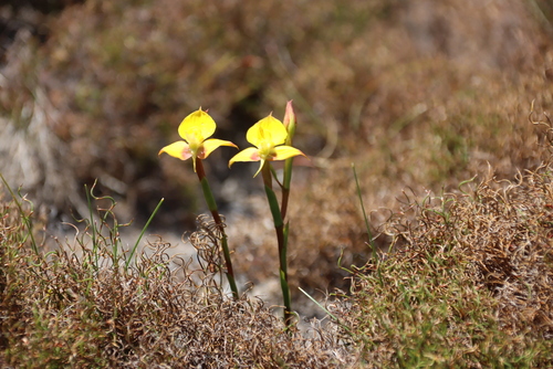 Yellow Disa (Disa tenuifolia)