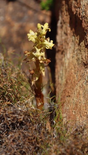Shy Satyre (Satyrium humile)