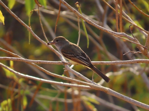 Brown-crested Flycatcher (Myiarchus tyrannulus), photo 8