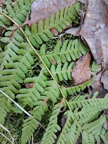 male fern