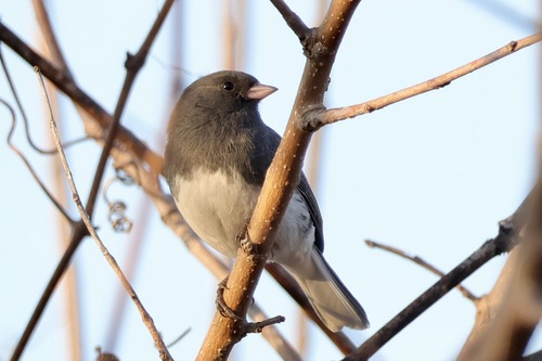 Dark-eyed Junco
