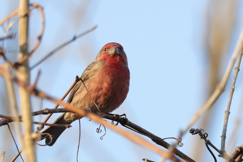 House Finch