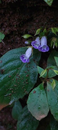 Sphaerorrhiza serrata