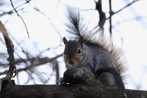 Eastern Gray Squirrel