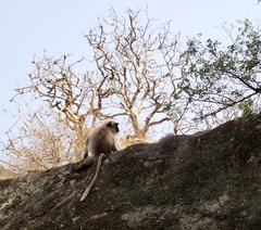 Semnopithecus hypoleucos