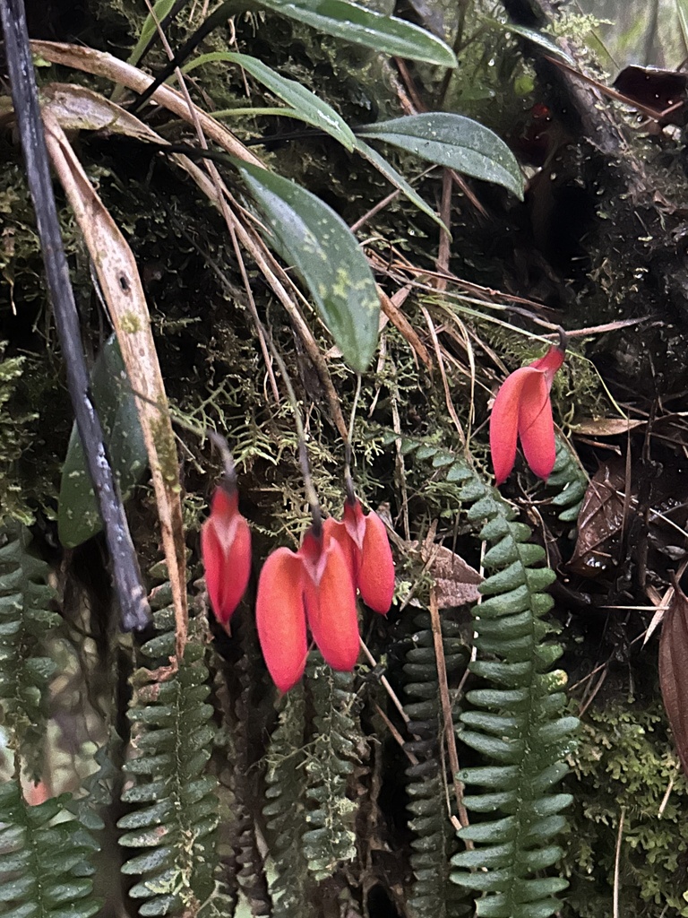 Masdevallia deformis