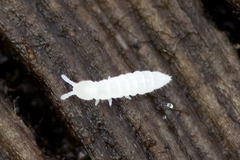 Protaphorura