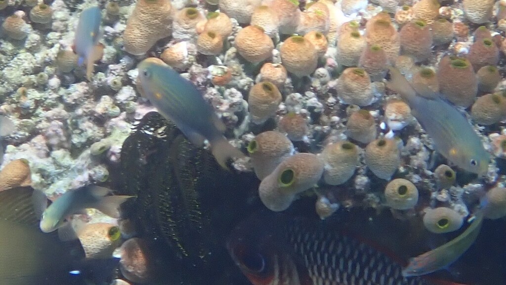 Lined chromis (Chromis lineata) — Pomacentridae