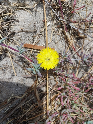 Sandveld Brightfig (Lampranthus explanatus)