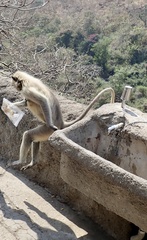 Semnopithecus hypoleucos