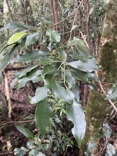 thick-leaved laurel (Cryptocarya meisneriana)