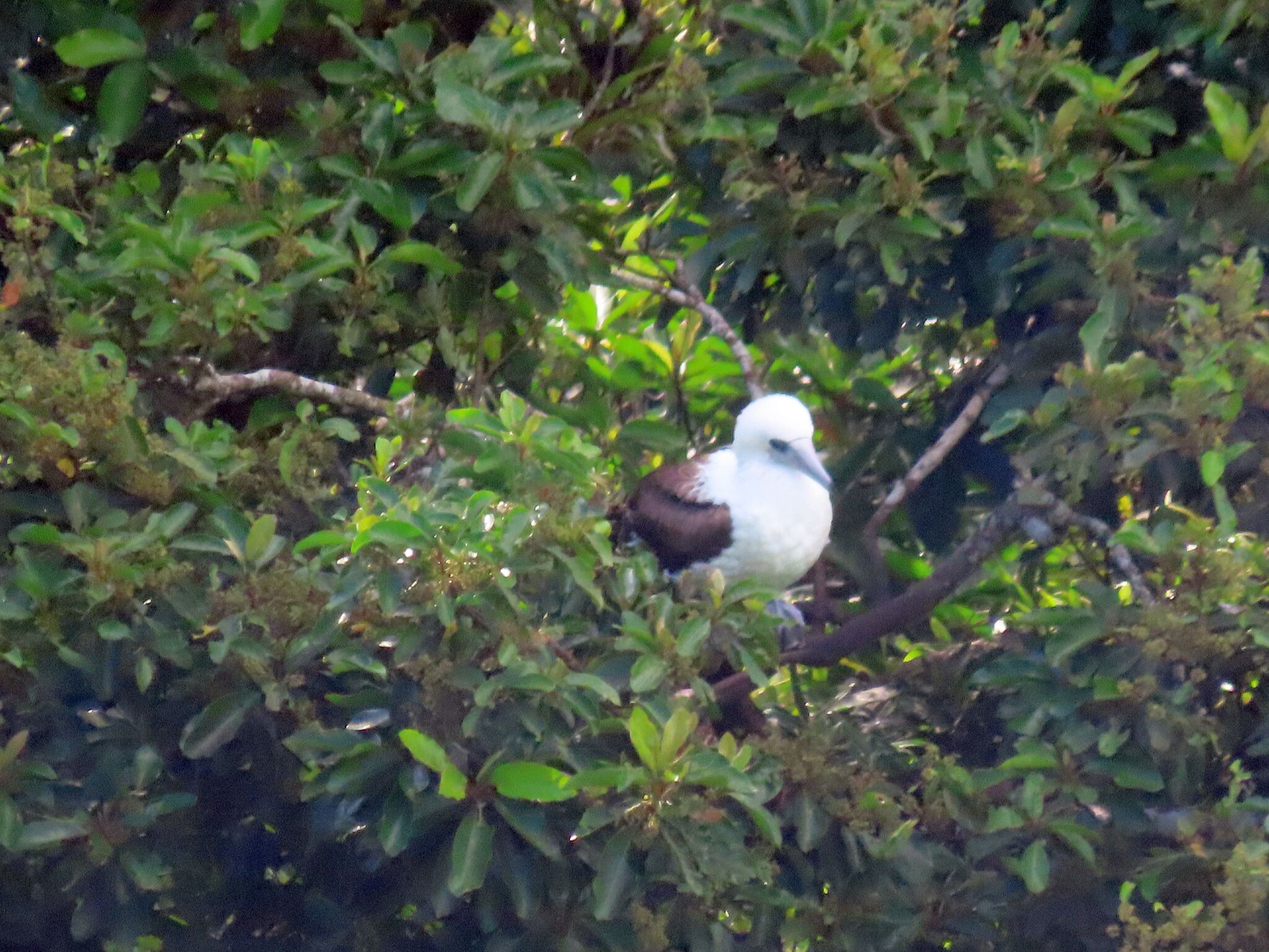Abbott's Booby (Papasula abbotti), photo 1