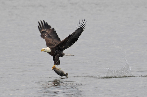 Bald Eagle photographed in Virginia