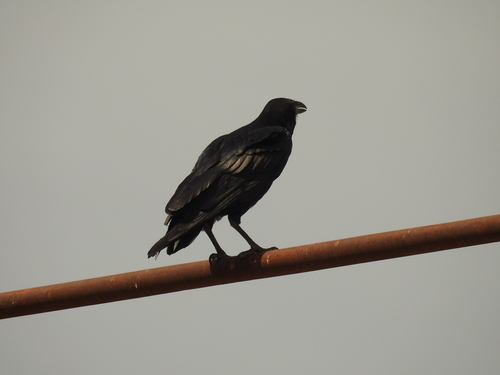 Fan-tailed Raven