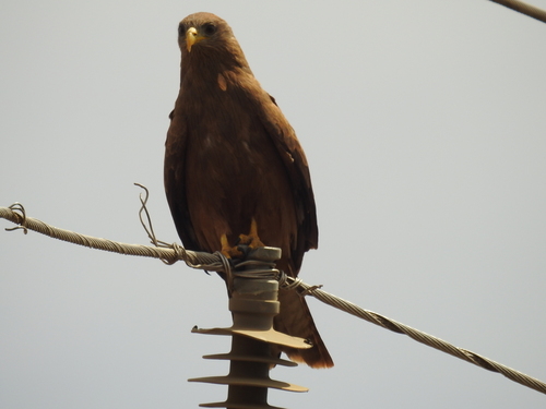 Yellow-billed Kite