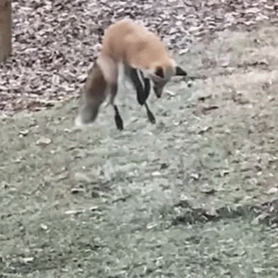 Red Fox photographed in Indiana