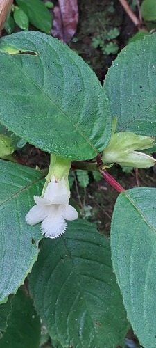 Drymonia serrulata