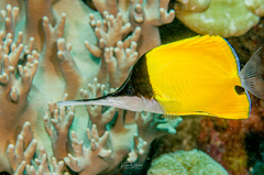 Forcipiger longirostris