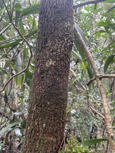 small-leaved euodia (Melicope hayesii)