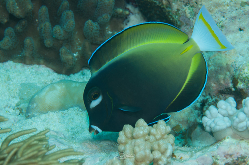 Whitecheek Surgeonfish