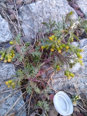Senecio vulgaris