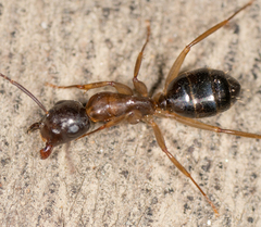 Camponotus clarithorax
